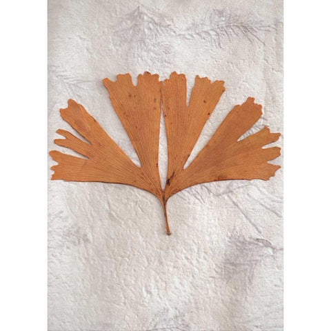 Floral - 30 Black Modern Wood Framed Art Print by Blaustein, Alan