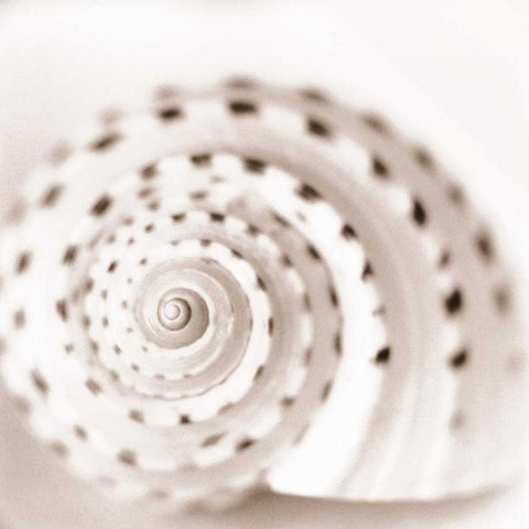 Atlantis 1 Black Ornate Wood Framed Art Print with Double Matting by Blaustein, Alan