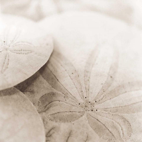 Atlantis 2 White Modern Wood Framed Art Print by Blaustein, Alan