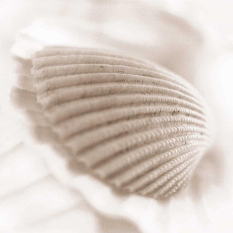 Atlantis 3 White Modern Wood Framed Art Print by Blaustein, Alan