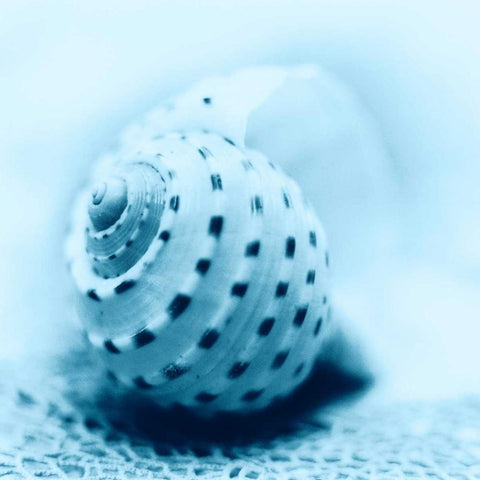 Nautica No3 Black Ornate Wood Framed Art Print with Double Matting by Blaustein, Alan