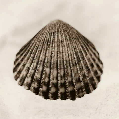 La Playa No1 Black Ornate Wood Framed Art Print with Double Matting by Blaustein, Alan