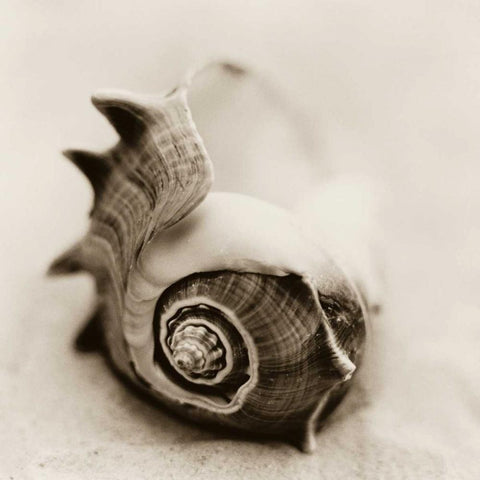 La Playa No2 White Modern Wood Framed Art Print by Blaustein, Alan