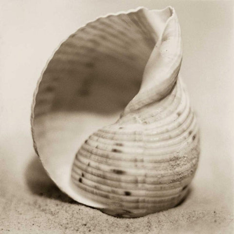 La Playa No4 Gold Ornate Wood Framed Art Print with Double Matting by Blaustein, Alan