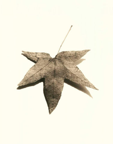 Japanese Maple White Modern Wood Framed Art Print with Double Matting by Blaustein, Alan