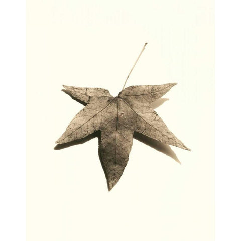 Japanese Maple Black Modern Wood Framed Art Print with Double Matting by Blaustein, Alan