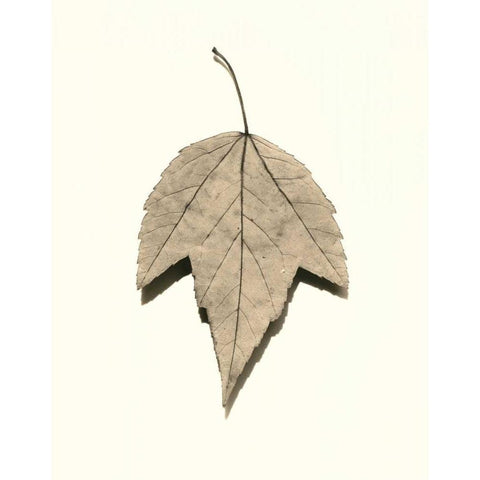 Red Maple Black Modern Wood Framed Art Print by Blaustein, Alan