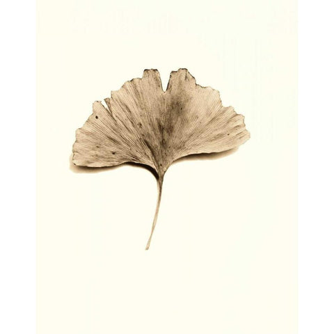 Ginkgo Leaf Gold Ornate Wood Framed Art Print with Double Matting by Blaustein, Alan