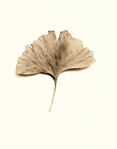 Ginkgo Leaf White Modern Wood Framed Art Print with Double Matting by Blaustein, Alan