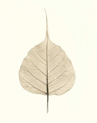 India Ficus Black Ornate Wood Framed Art Print with Double Matting by Blaustein, Alan