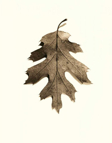 California Red Oak Black Ornate Wood Framed Art Print with Double Matting by Blaustein, Alan