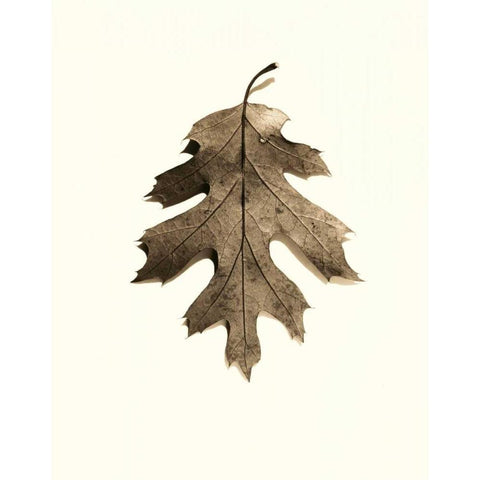 California Red Oak Black Modern Wood Framed Art Print with Double Matting by Blaustein, Alan