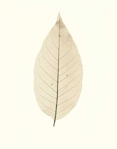 Chinese Magnolia White Modern Wood Framed Art Print with Double Matting by Blaustein, Alan