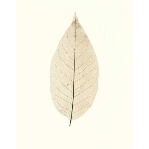 Chinese Magnolia White Modern Wood Framed Art Print by Blaustein, Alan