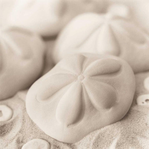 La Mer 4 Black Ornate Wood Framed Art Print with Double Matting by Blaustein, Alan