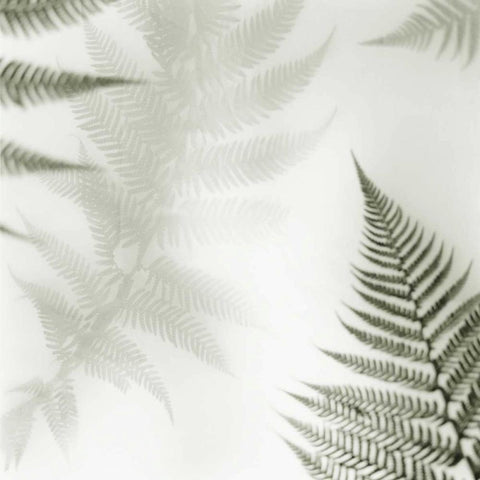 Ferns No. 2 White Modern Wood Framed Art Print by Blaustein, Alan