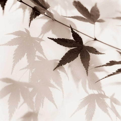 Japanese Maple Leaves No. 2 White Modern Wood Framed Art Print by Blaustein, Alan