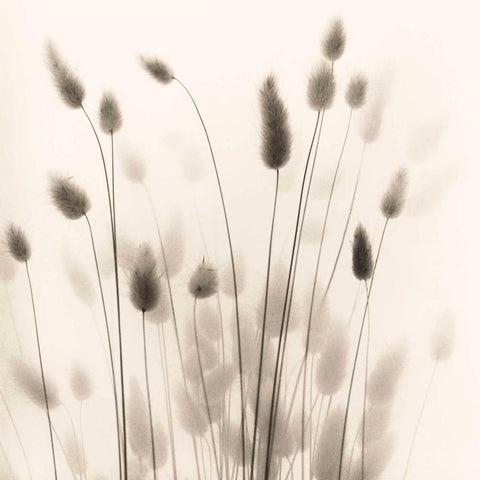 Italian Tall Grass No. 1 White Modern Wood Framed Art Print with Double Matting by Blaustein, Alan