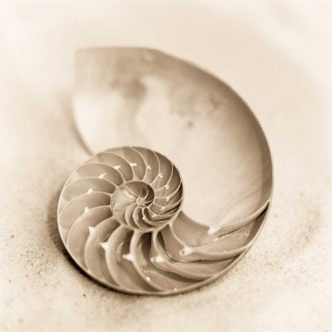 Il Oceano No. 4 White Modern Wood Framed Art Print by Blaustein, Alan