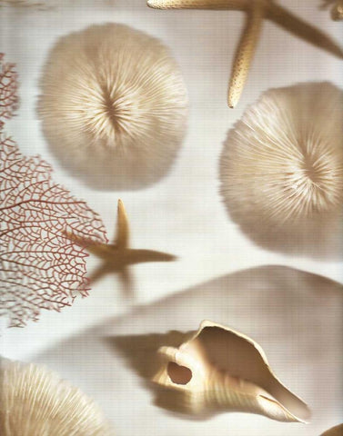 Nautical Illuminations No.1 Black Ornate Wood Framed Art Print with Double Matting by Blaustein, Alan