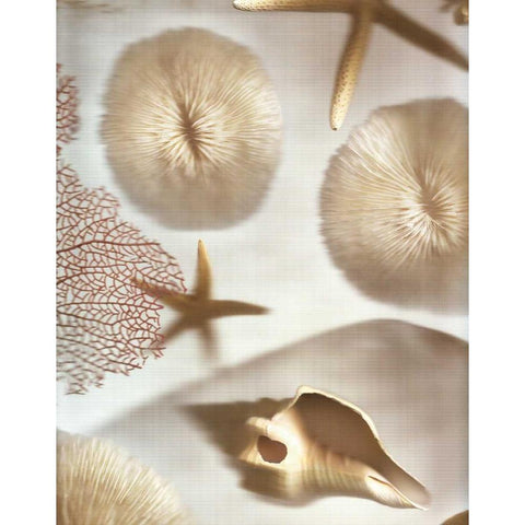 Nautical Illuminations No.1 Black Modern Wood Framed Art Print by Blaustein, Alan