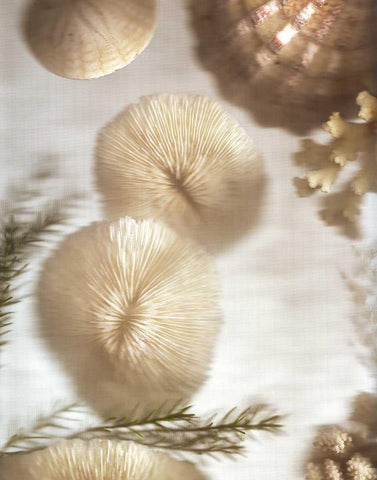 Nautical Illuminations No.2 Black Ornate Wood Framed Art Print with Double Matting by Blaustein, Alan