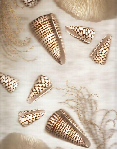 Nautical Illuminations No.4 White Modern Wood Framed Art Print with Double Matting by Blaustein, Alan