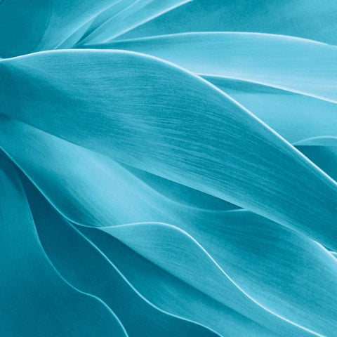 Succulent Gold Ornate Wood Framed Art Print with Double Matting by Bell, Jan