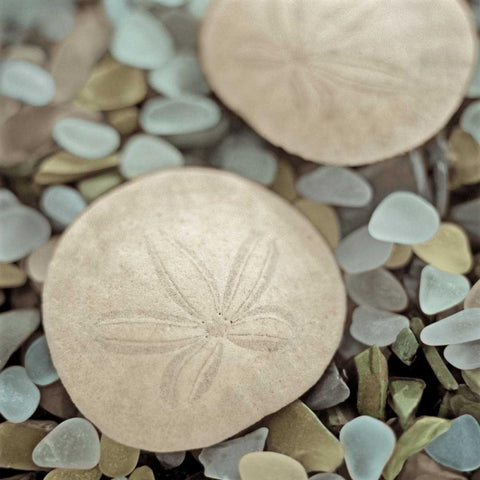 Aquatic 2 White Modern Wood Framed Art Print with Double Matting by Blaustein, Alan