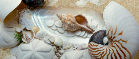 Island Tide Pool No. 1 White Modern Wood Framed Art Print with Double Matting by Blaustein, Alan