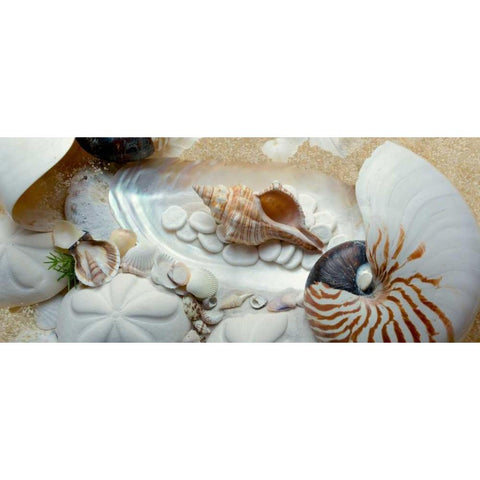 Island Tide Pool No. 1 Black Modern Wood Framed Art Print by Blaustein, Alan