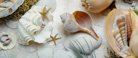 Island Tide Pool No. 3 White Modern Wood Framed Art Print with Double Matting by Blaustein, Alan