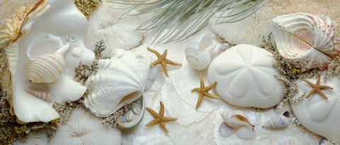 Island Tide Pool No. 5 Black Ornate Wood Framed Art Print with Double Matting by Blaustein, Alan