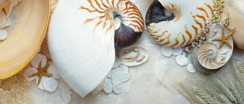 Island Tide Pool No. 8 Black Ornate Wood Framed Art Print with Double Matting by Blaustein, Alan