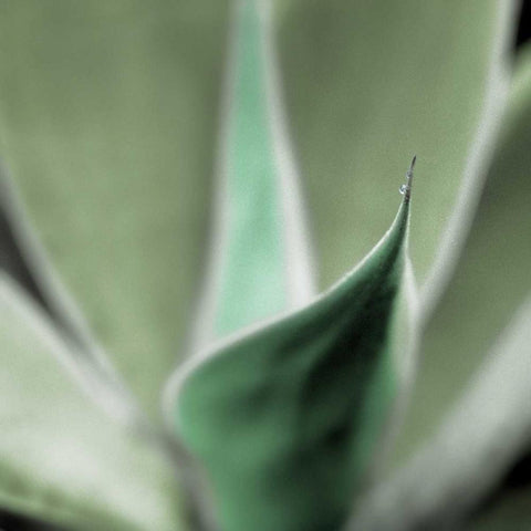 Agave #5 Gold Ornate Wood Framed Art Print with Double Matting by Blaustein, Alan