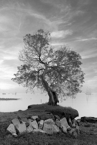 Coastal Oak Series No. 2 White Modern Wood Framed Art Print with Double Matting by Blaustein, Alan