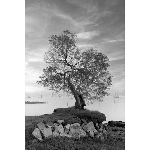 Coastal Oak Series No. 2 White Modern Wood Framed Art Print by Blaustein, Alan