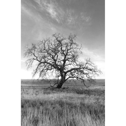 Coastal Oak Series No. 12 Black Modern Wood Framed Art Print by Blaustein, Alan