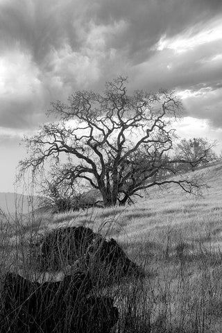 Coastal Oak Series No. 16 White Modern Wood Framed Art Print with Double Matting by Blaustein, Alan