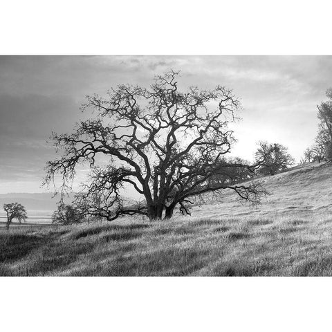 Coastal Oak Series No. 47 White Modern Wood Framed Art Print by Blaustein, Alan