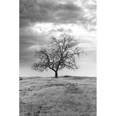 Coastal Oak Series No. 23 Gold Ornate Wood Framed Art Print with Double Matting by Blaustein, Alan