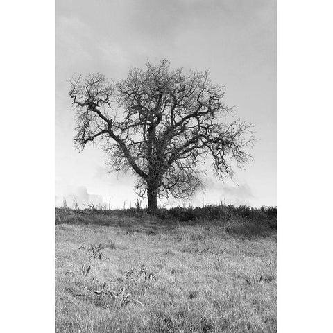 Coastal Oak Series No. 30 Black Modern Wood Framed Art Print with Double Matting by Blaustein, Alan