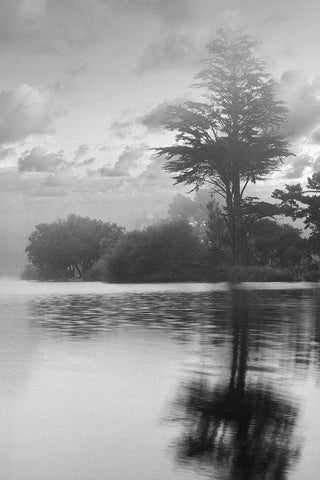 Coastal Oak Series No. 34 Black Ornate Wood Framed Art Print with Double Matting by Blaustein, Alan