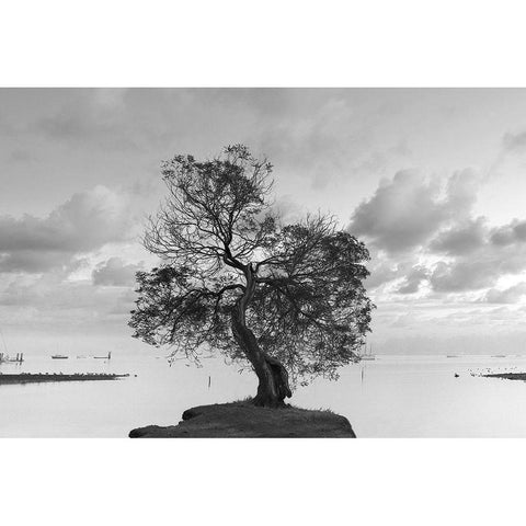 Coastal Oak Series No. 36 Black Modern Wood Framed Art Print with Double Matting by Blaustein, Alan