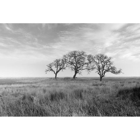 Coastal Oak Series No. 40 White Modern Wood Framed Art Print by Blaustein, Alan
