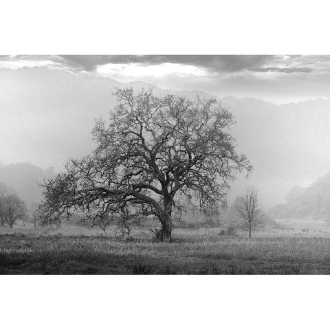 Coastal Oak Series No. 41 Gold Ornate Wood Framed Art Print with Double Matting by Blaustein, Alan