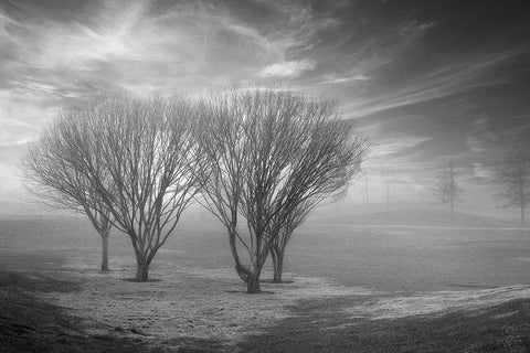 Coastal Oak Series No. 42 Black Ornate Wood Framed Art Print with Double Matting by Blaustein, Alan