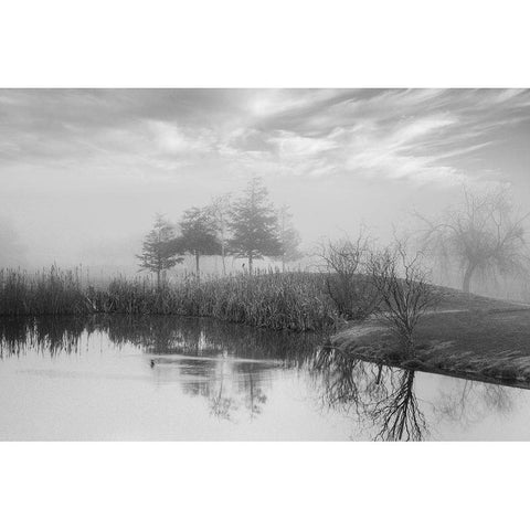 Coastal Oak Series No. 43 Black Modern Wood Framed Art Print with Double Matting by Blaustein, Alan