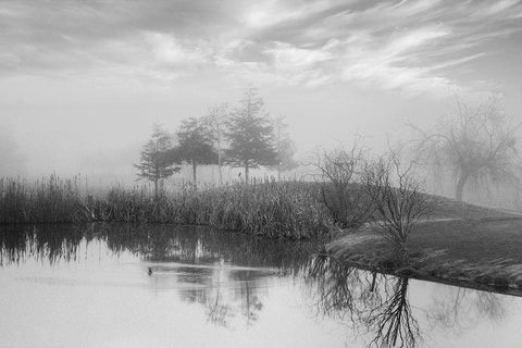 Coastal Oak Series No. 43 White Modern Wood Framed Art Print with Double Matting by Blaustein, Alan