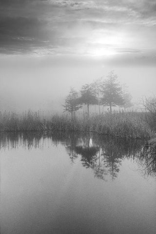 Coastal Oak Series No. 44 White Modern Wood Framed Art Print with Double Matting by Blaustein, Alan